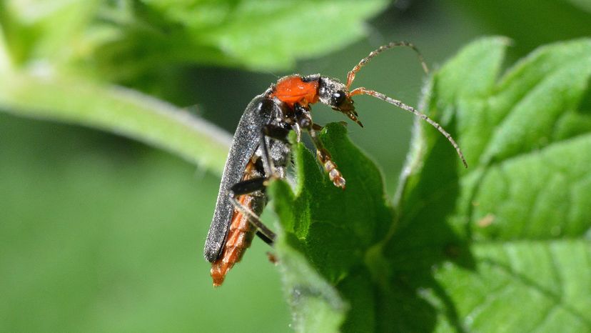 Soldier Beetle