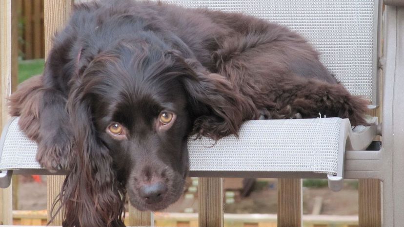 Boykin Spaniel