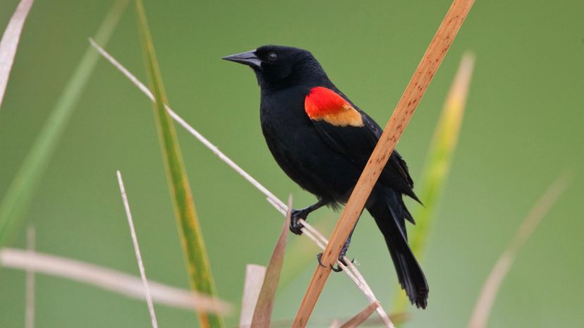 Red-winged blackbird