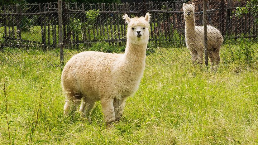 Alpaca