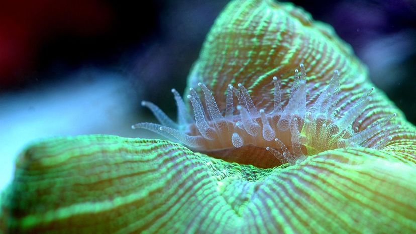 Open brain coral