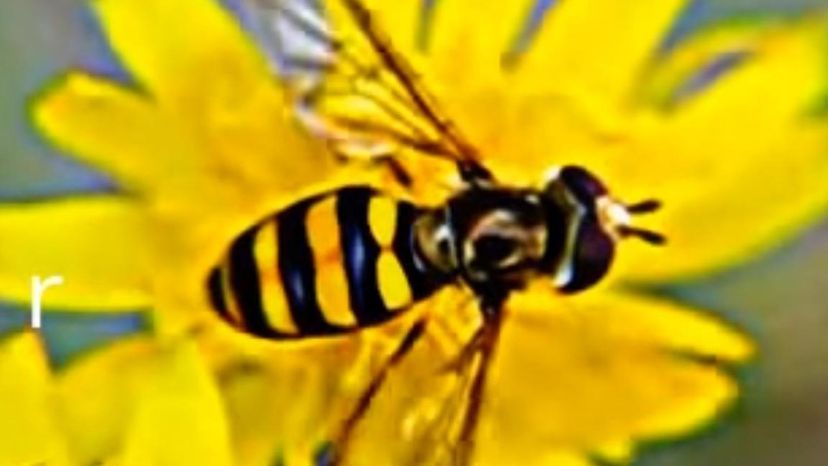 American Hover Fly