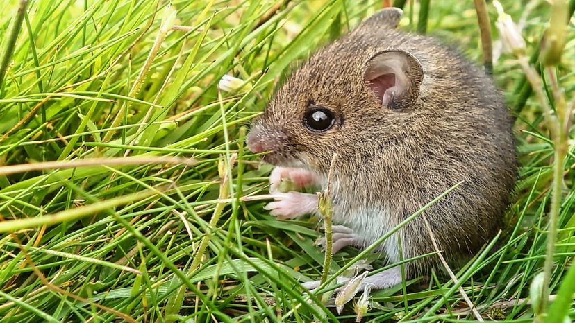 St. Kilda Field Mouse
