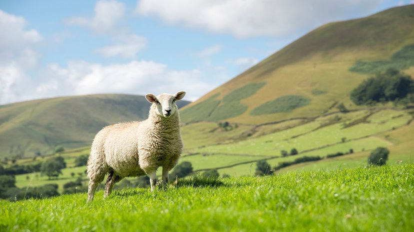 21 Sheep GettyImages-579285639