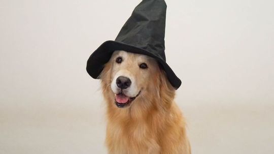 Which Hogwarts House Does Your Dog Belong In?