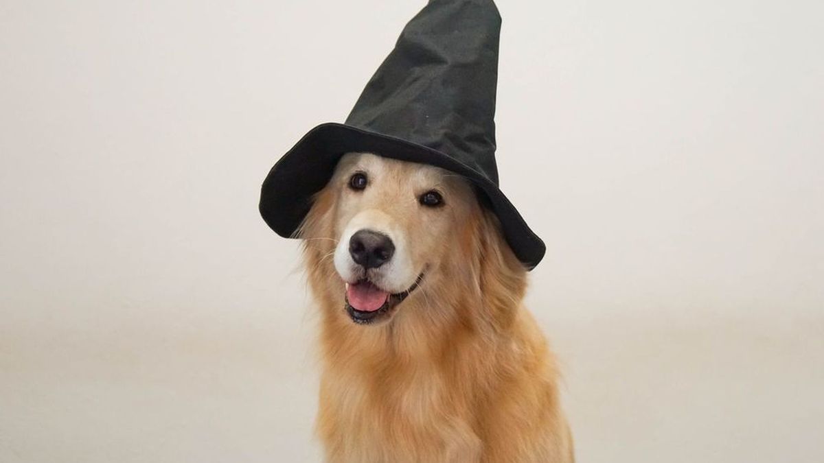 Which Hogwarts House Does Your Dog Belong In? HowStuffWorks