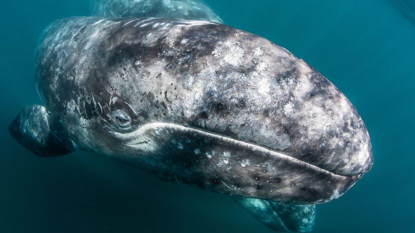 Ballena gris