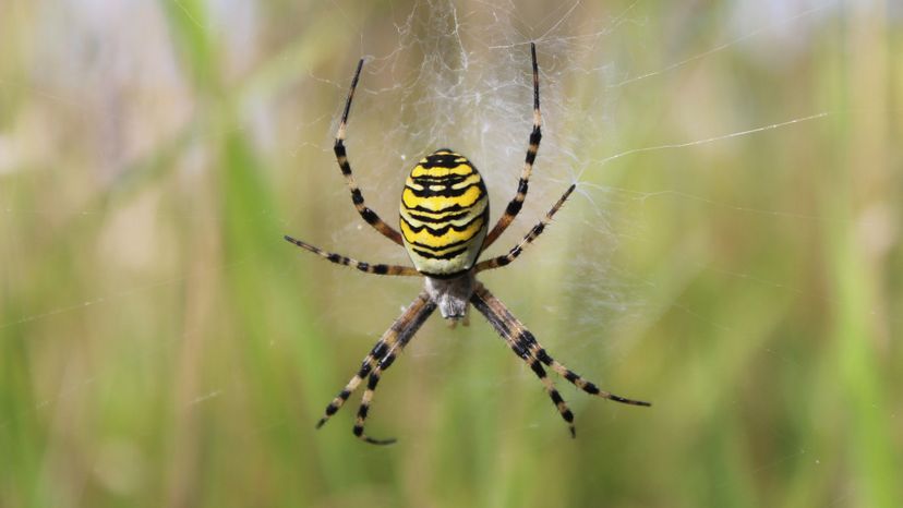 Spider Do You Know Which Phylum These Animals Belong To 22