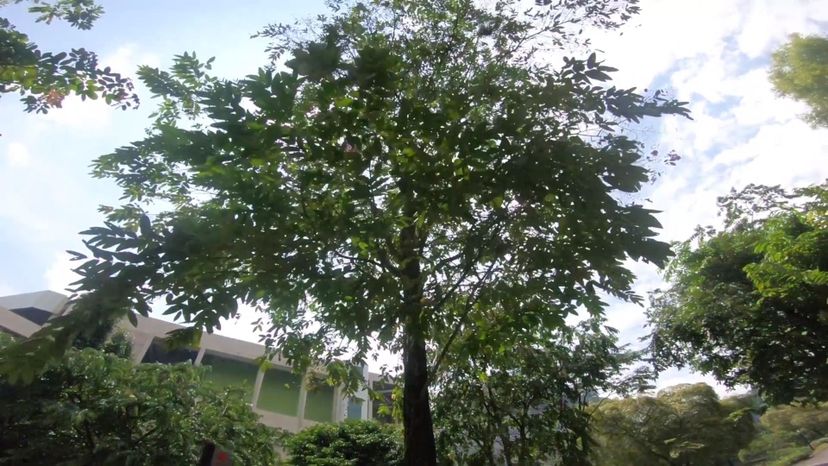 Changi tree