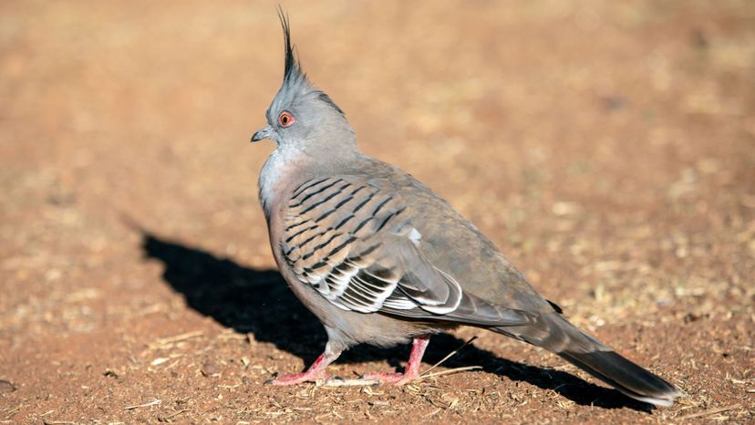 Crested pigeon