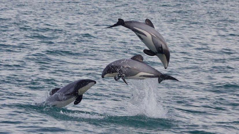 Hector's Dolphins