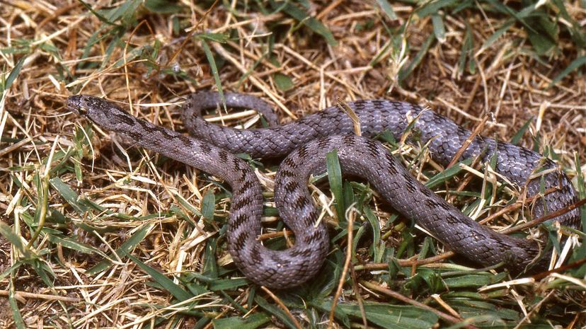 Southern Smooth Snake