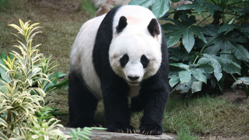 Giant Panda