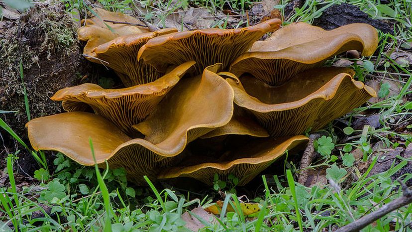 Omphalotus_olivascens