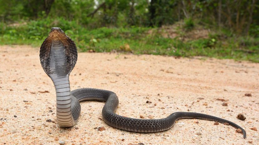 Indochinese spitting cobra