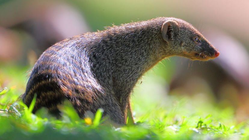 Mongoose