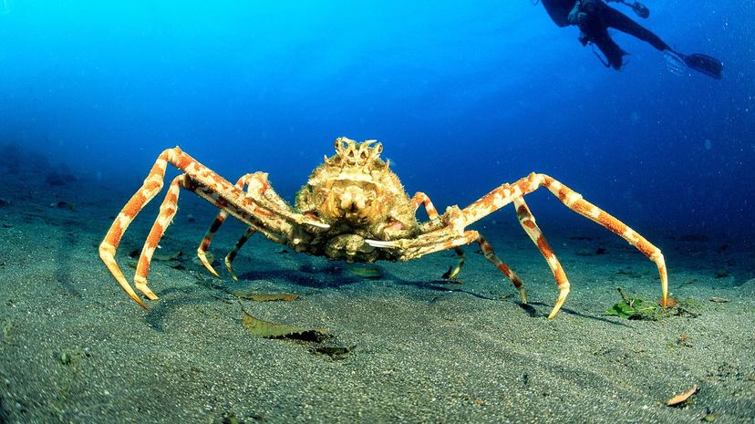 Japanese Spider Crab