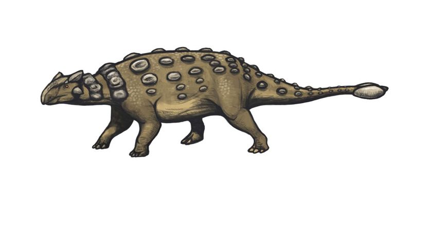 Ankylosaurus