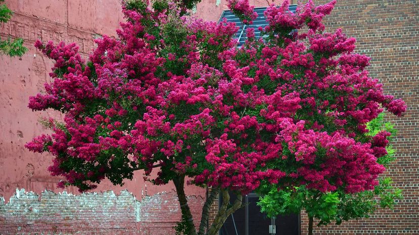 Crepe myrtle