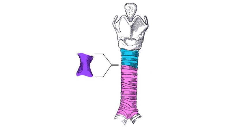 Trachea