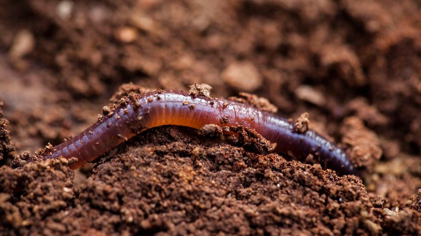 2 earthworm GettyImages-154271151