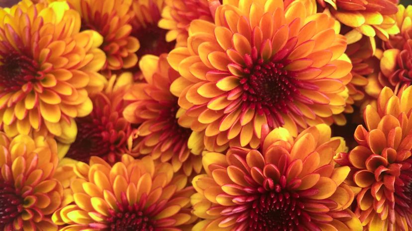 Chrysanthemums