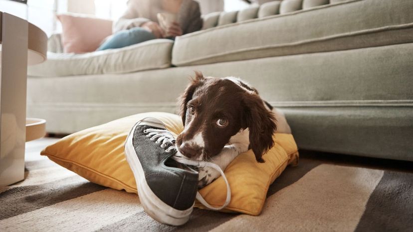 Dog chews shoes