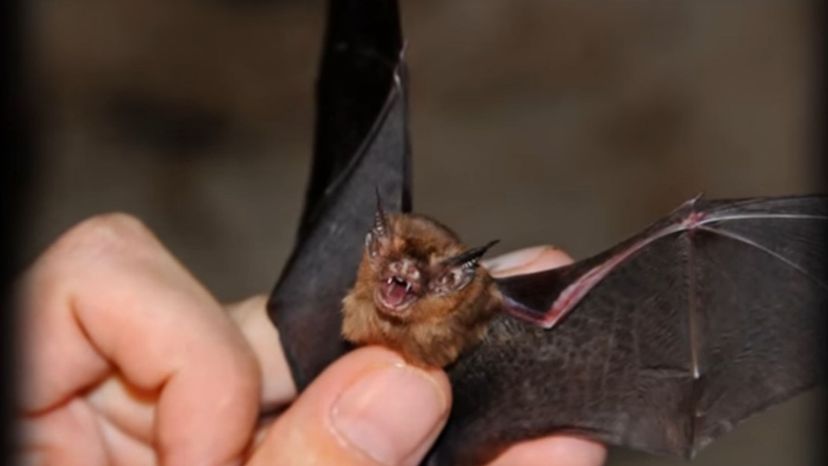 Bumblebee Bat