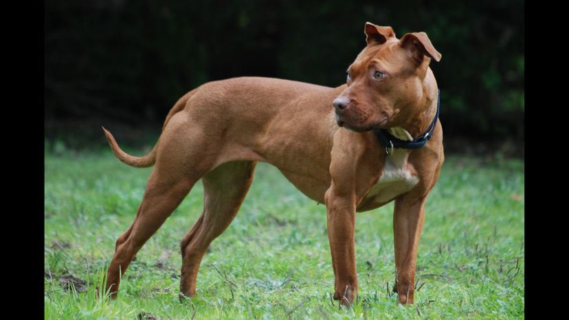 #33 American Pit Bull Terrier