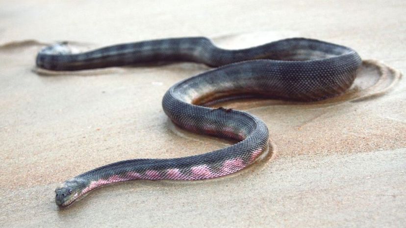 Beaked Sea Snake