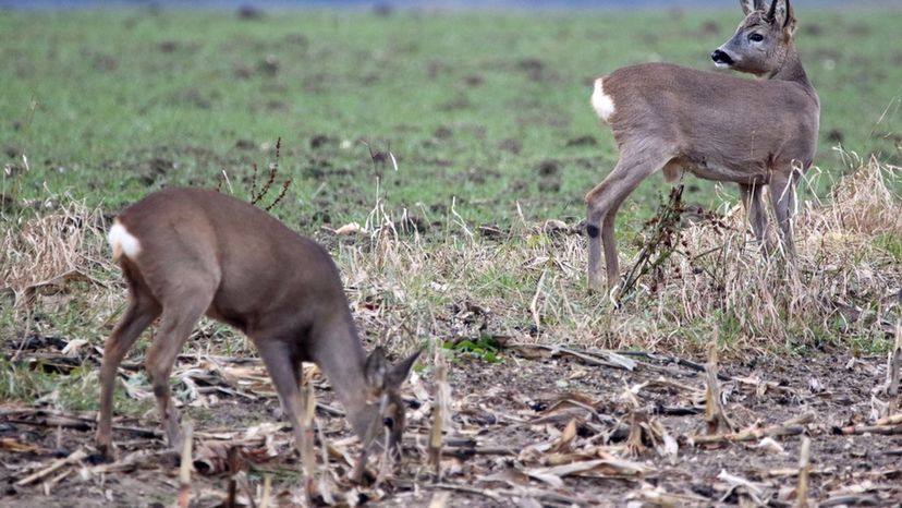 Bevy of roe deer