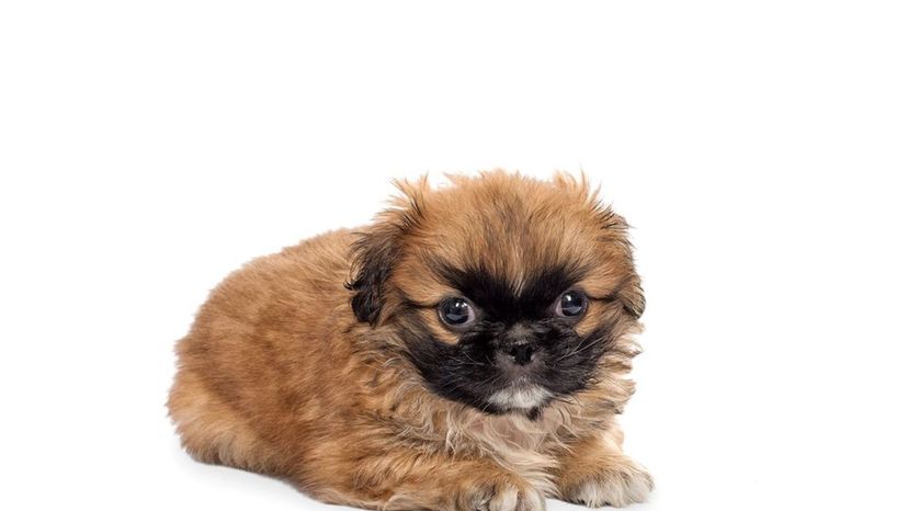 Pekingese