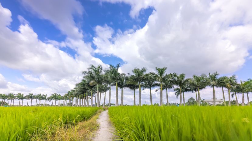 Cuban royal palm