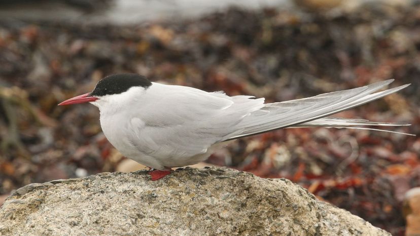 Artic tern