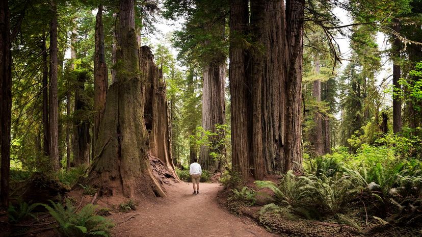 Redwood National Park