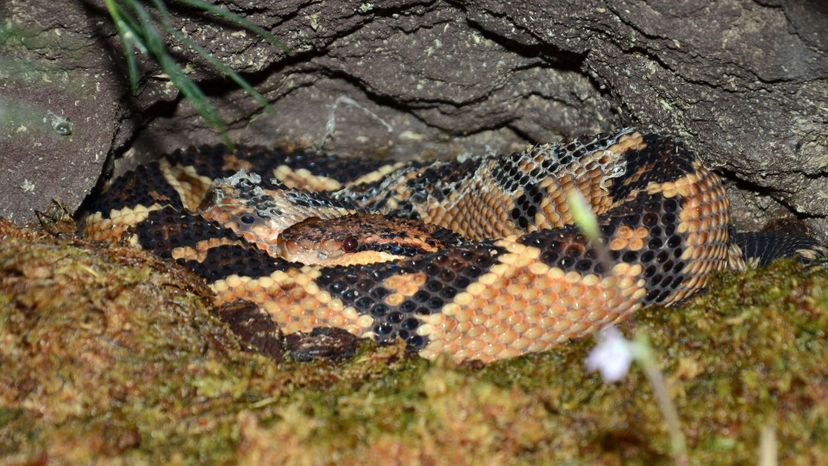 South American bushmaster