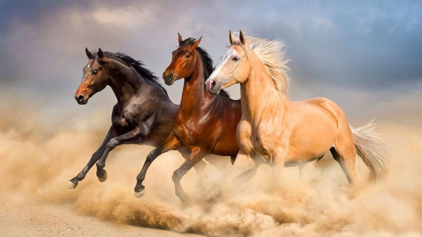 Can You Identify These Thoroughbred Horses?