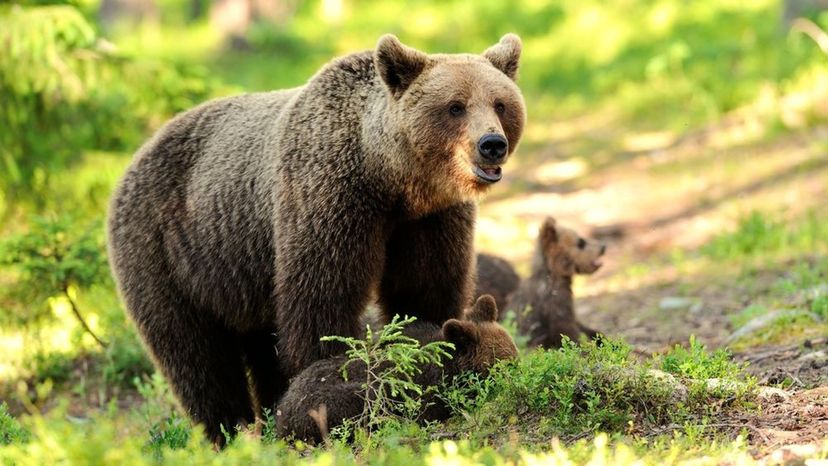 Brown Bear