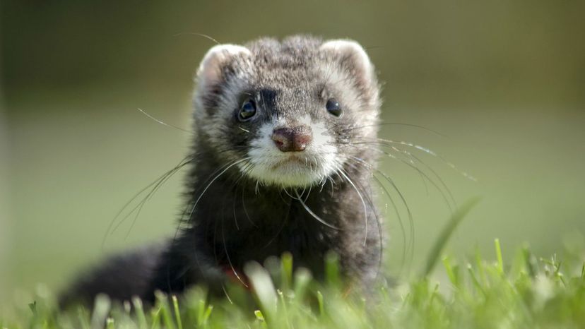 Ferret