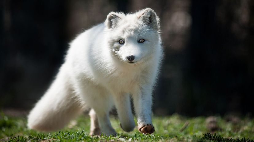 Arctic fox