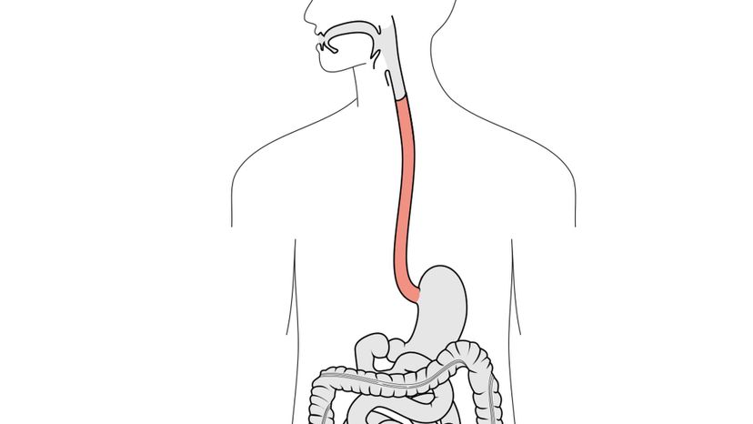 Esophagus