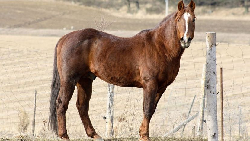 American Warmblood