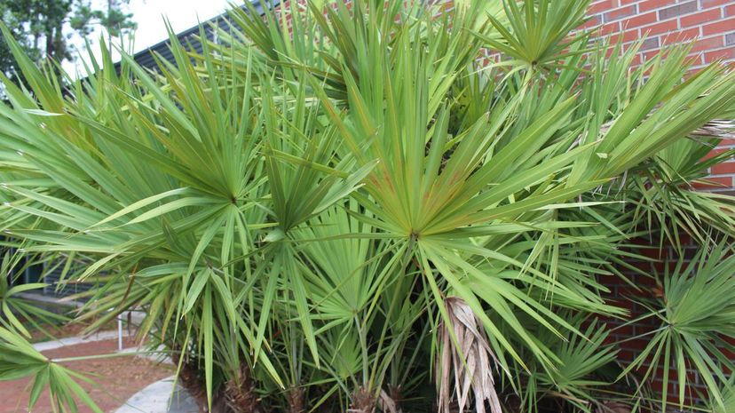 Saw Palmetto