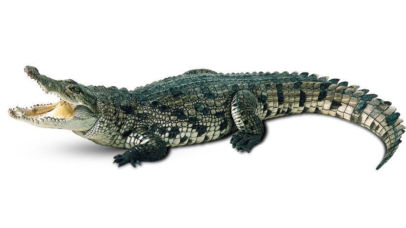 Crocodile