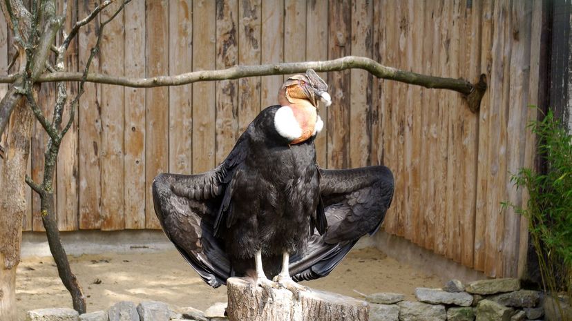 30-Andean Condor