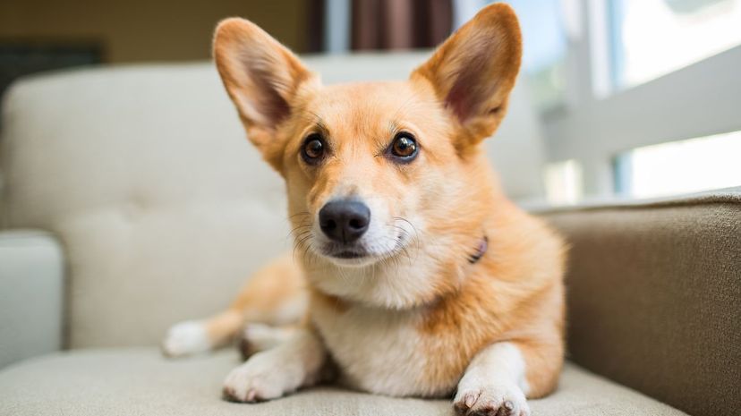 corgi / Somewhat Dogged / Can We Guess Your Forever Favorite Dog Breed 1