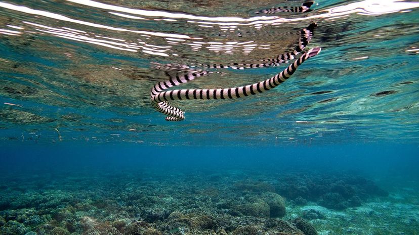 34 Banded sea snake