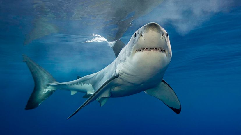 The Great Shark Quiz