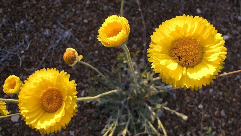 Desert marigold