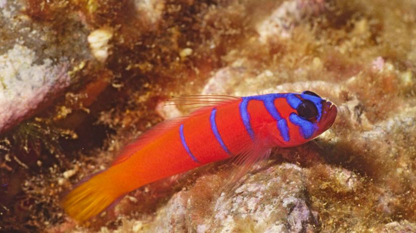 Bluebanded goby